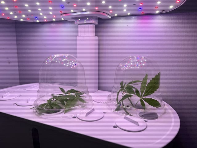 Banjo Clones — vegetative, day 8