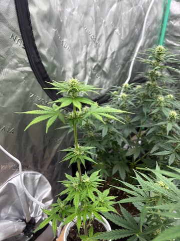 FASTBUDS — flower, day 1