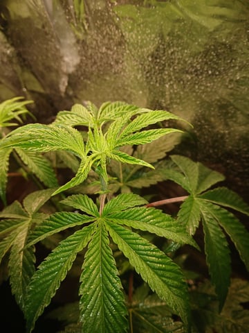 triangle kush  — vegetative, day 1