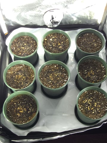 Homegrown - 🍒 🥧 & GSC Auto, 🚀 Seeds 🍌 Buttercups  — grow_setup, day 4