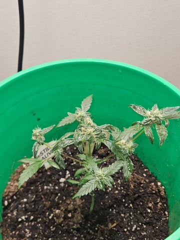 1st plant. Strain: Green Gelato AutoFlower — flower, day 74