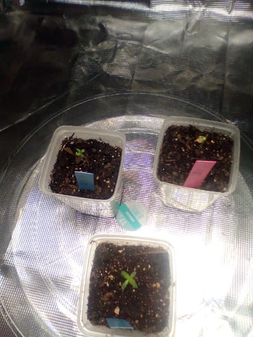 Seedman mix auto & seedman mix auto & GodFather OG — seedling_rooting, day 3