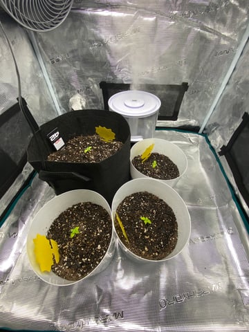 Gorilla Melon — seedling_rooting, day 23