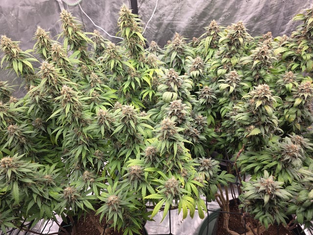 outdoor start/indoor 2025 — harvest, day 205