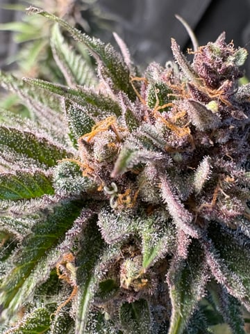 second grow — flower, day 78