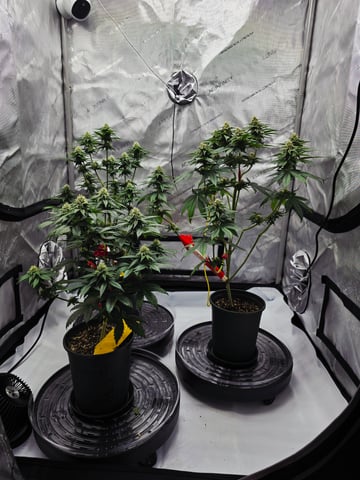Homegrown - 🍒 🥧 & GSC Auto, 🚀 Seeds 🍌 Buttercups  — flower, day 59