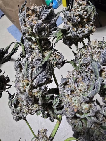 Divine Gelato 3 x Blue Zushi x 44 Photo — harvest, day 115