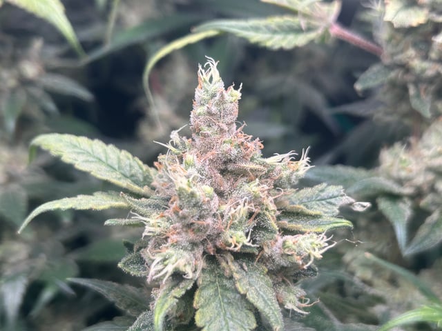 2nd Run — flower, day 152