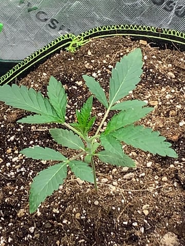 Six  — vegetative, day 23