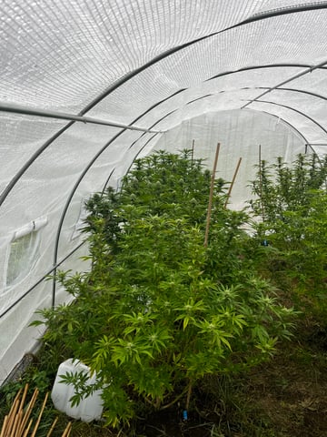 outdoor grow  — flower, day 27