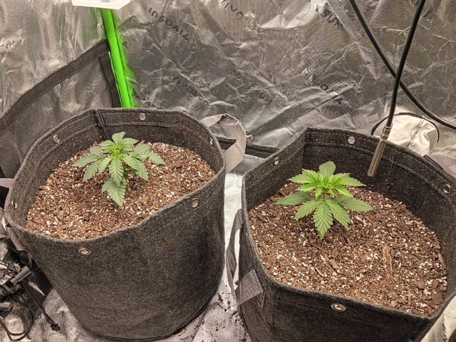First Grow — vegetative, day 31