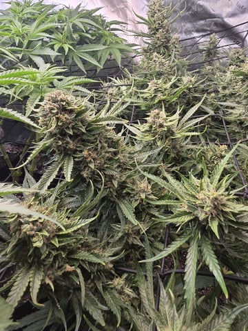 Hazy Daze — flower, day 67