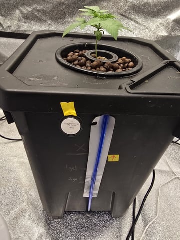 Hydro vs Auto Pot With Air Dome — seedling_rooting, day 1