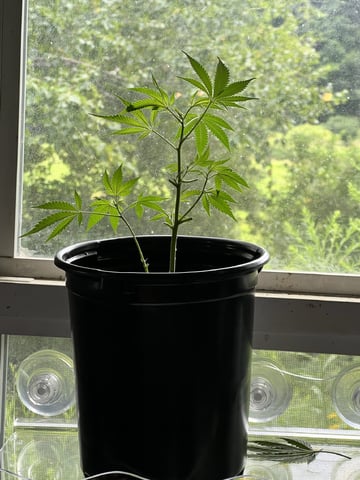 White Widow Auto — vegetative, day 31
