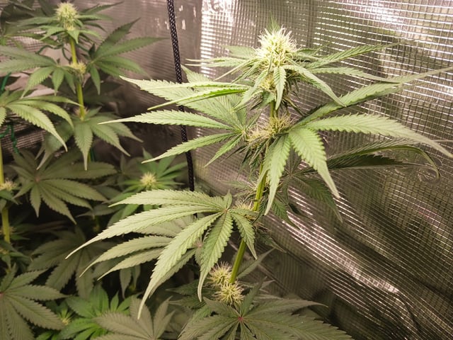 Gorilla Sherbert Feminized From Blimburn Seeds  — flower, day 59