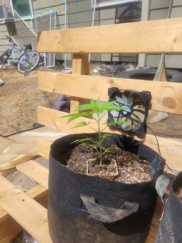 Clones And Hermie Seeds — vegetative, day 33