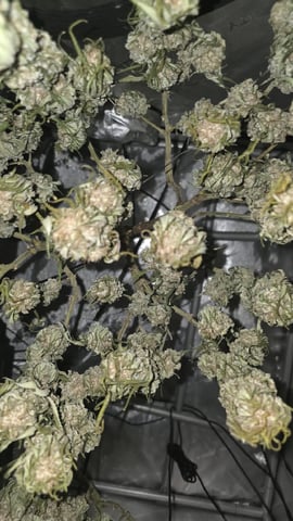 lilac diesel Rbx2 — harvest, day 121