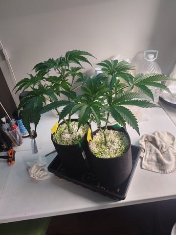 Mainely Genetics Micro Pheno Hunt — flower, day 46