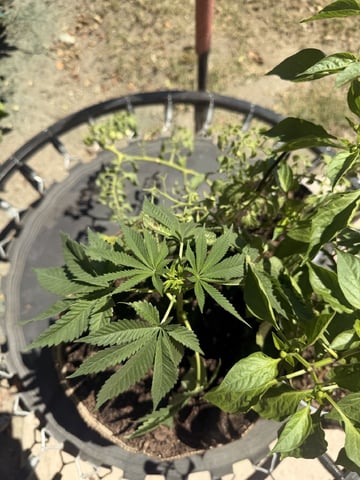 Sour Glue — vegetative, day 5