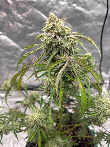 frosted zinn x cookie dog auto — flower, day 14