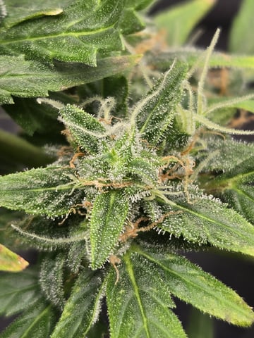 BABY SISTER — flower, day 80