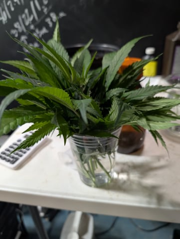 Plant in a test tube — seedling_rooting, day 189