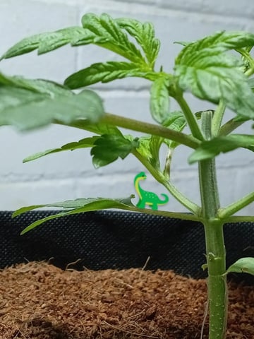 Strawberry Banana Auto  — vegetative, day 57