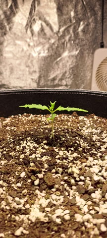 Hawaiian Haze  — seedling_rooting, day 5