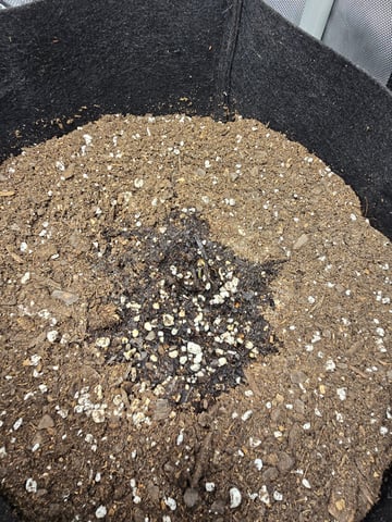 Durban Poison — seedling_rooting, day 16