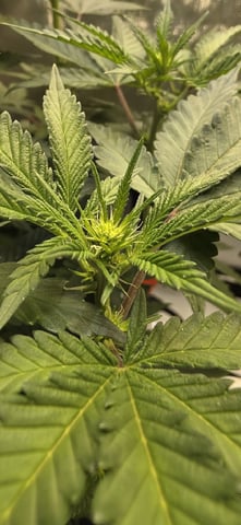 Girl Scout Cookies  — flower, day 111