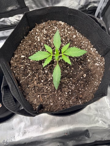 wedding cake auto FIRST GROW! — vegetative, day 15