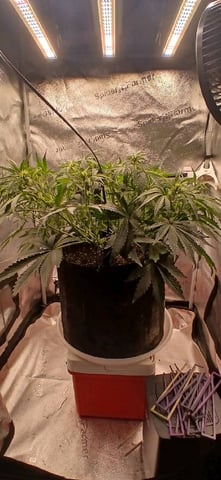 newest ggs setup grow — flower, day 41