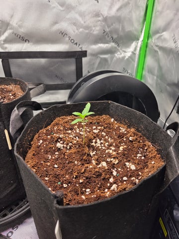 GG #4 — seedling_rooting, day 1