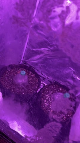420 Fast Buds  — germination, day 1