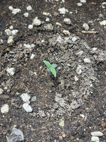 3x3 Grow — flower, day 13