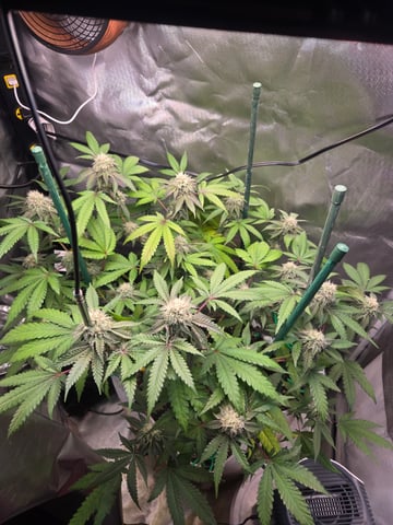Looking for advice! — flower, day 79