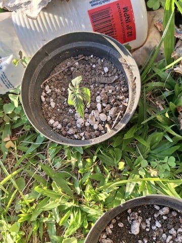 1st Grow - ROYAL MOBY (indoor)(photop.) — seedling_rooting, day 13