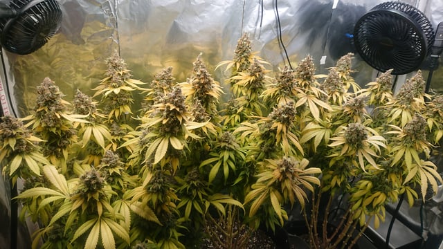 Closet grow  — flower, day 107