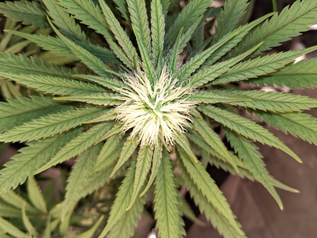 fruity pebbles, cap junky — flower, day 81