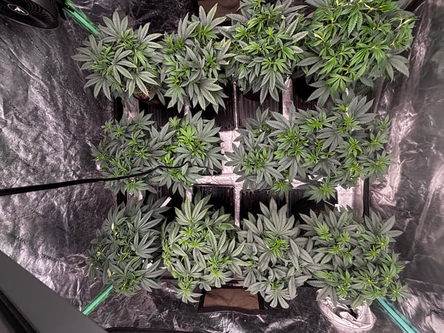 Pink Passion Fruit — vegetative, day 46