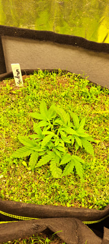 First Grow with the new setup  — vegetative, day 33