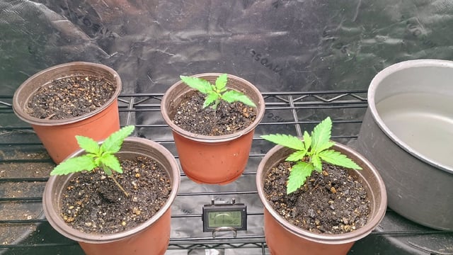 4 Plant Maddog724 Batch 0001-01 — seedling_rooting, day 12