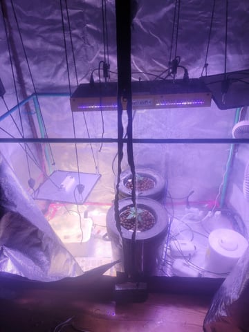 Clones And Hermie Seeds
