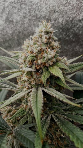 Experimental DIY Run — flower, day 24