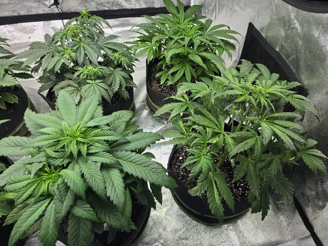 Autos AGAIN — vegetative, day 36