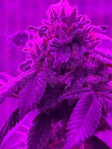 1st baby  — flower, day 43