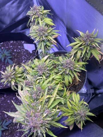 2nd grow — vegetative, day 85