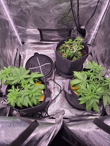 Blue Dream Feminized  — vegetative, day 40