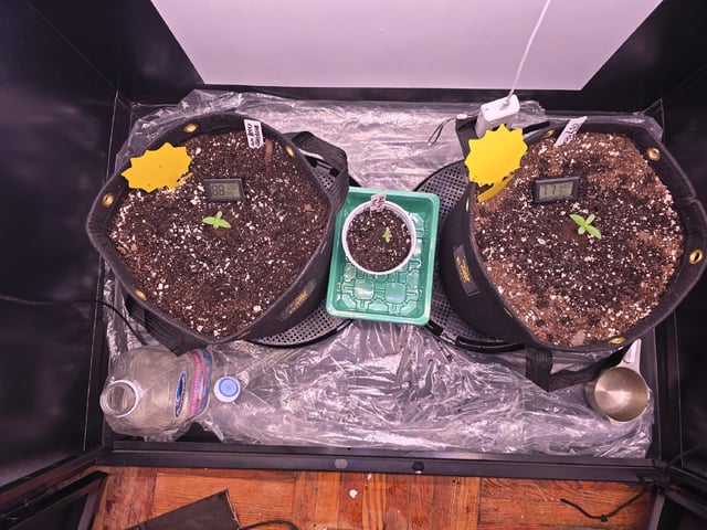 1st Auto Grow (LSD + BrB) - 1st indoor Grow — vegetative, day 7