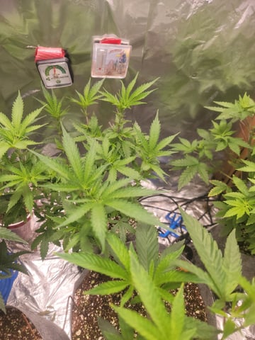 Ghetto Growing — grow_setup, day 22
